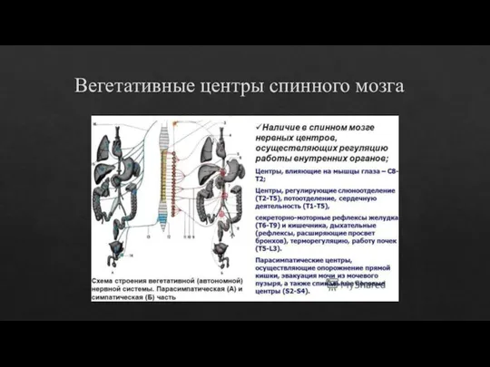 Вегетативные центры спинного мозга