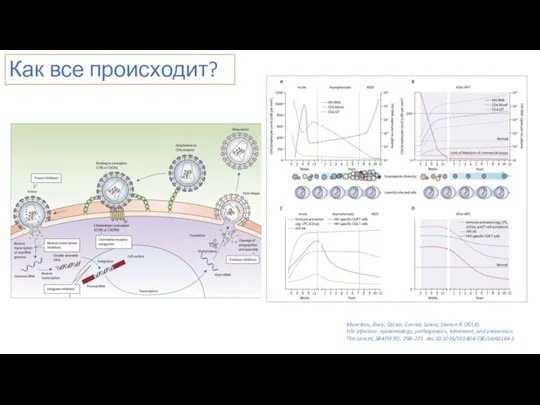 Как все происходит? Maartens, Gary; Celum, Connie; Lewin, Sharon R (2014).