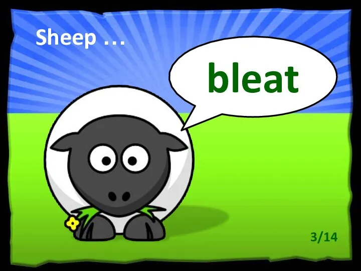 Sheep … bleat 3/14