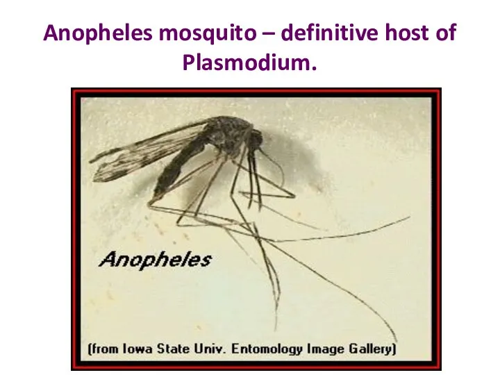 Anopheles mosquito – definitive host of Plasmodium.