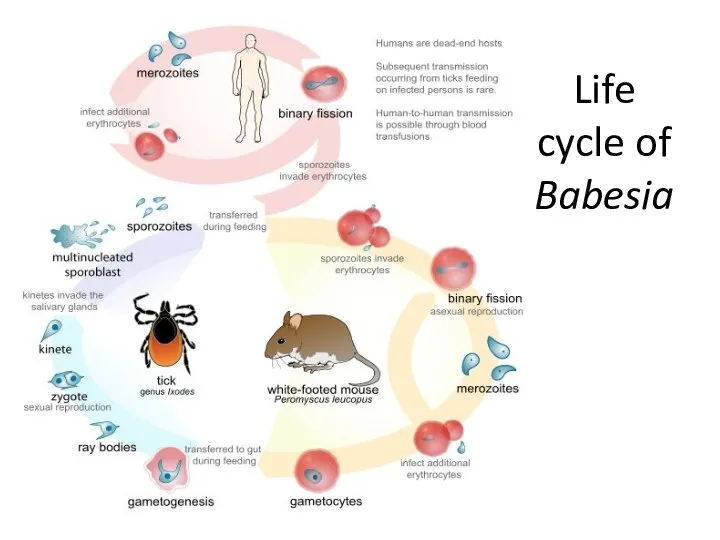 Life cycle of Babesia