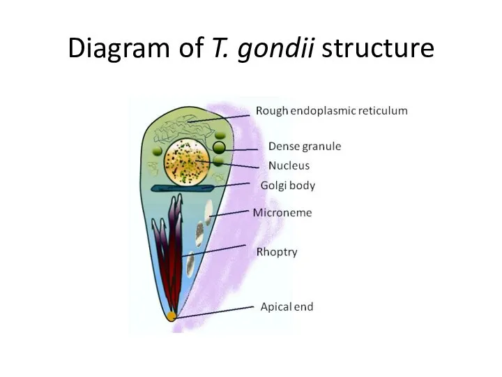 Diagram of T. gondii structure