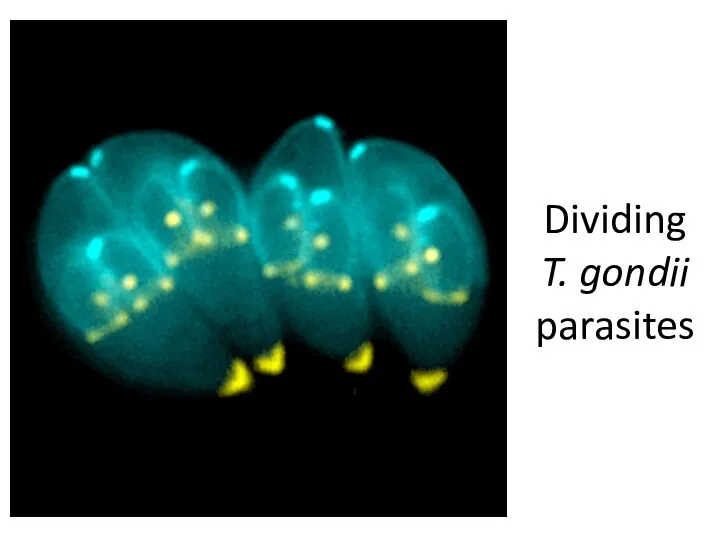 Dividing T. gondii parasites