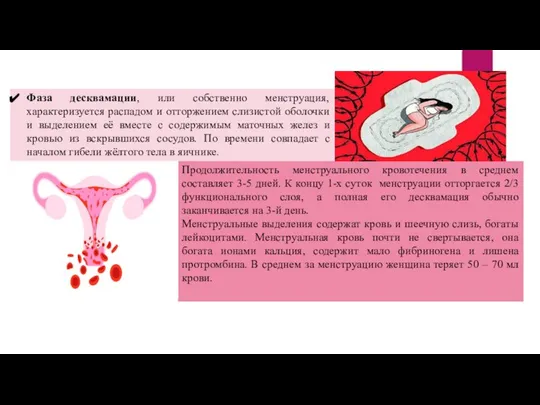 Фаза десквамации, или собственно менструация, характеризуется распадом и отторжением слизистой оболочки
