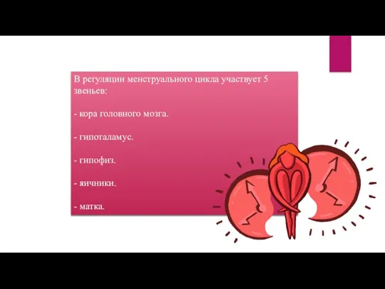 В регуляции менструального цикла участвует 5 звеньев: - кора головного мозга.