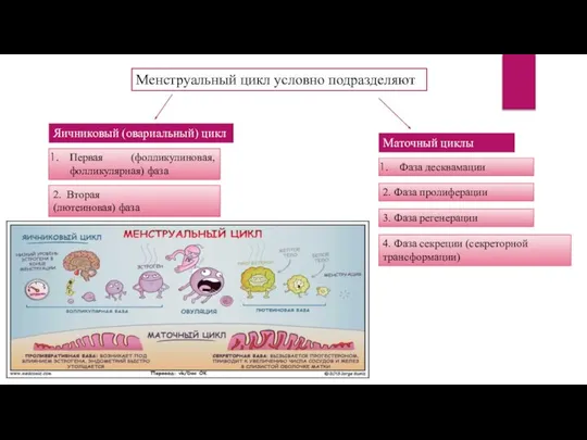 Менструальный цикл условно подразделяют Яичниковый (овариальный) цикл Первая (фолликулиновая, фолликулярная) фаза