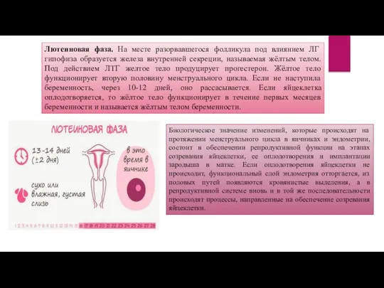 Лютеиновая фаза. На месте разорвавшегося фолликула под влиянием ЛГ гипофиза образуется