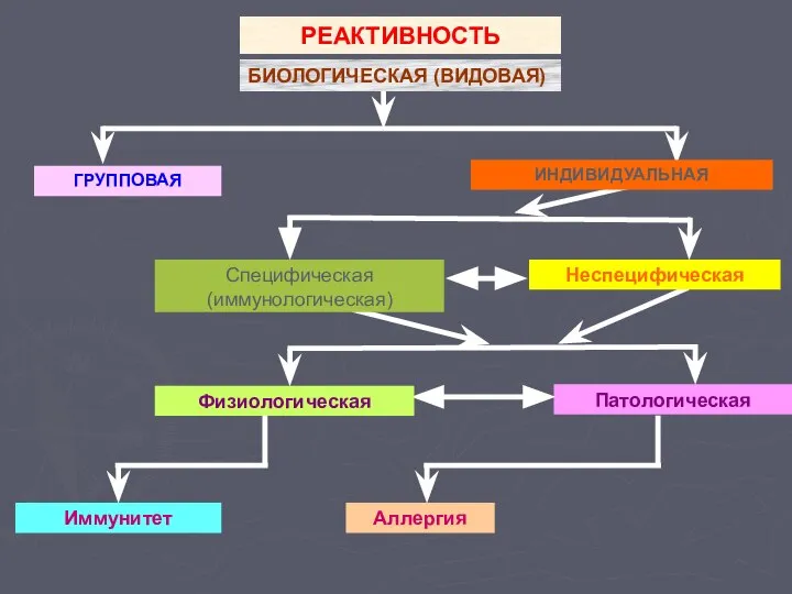 ГРУППОВАЯ Патологическая Иммунитет Аллергия РЕАКТИВНОСТЬ БИОЛОГИЧЕСКАЯ (ВИДОВАЯ) ИНДИВИДУАЛЬНАЯ Специфическая (иммунологическая) Неспецифическая Физиологическая