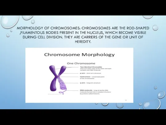 MORPHOLOGY OF CHROMOSOMES: CHROMOSOMES ARE THE ROD-SHAPED ,FILAMENTOUS BODIES PRESENT IN