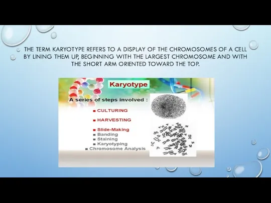 THE TERM KARYOTYPE REFERS TO A DISPLAY OF THE CHROMOSOMES OF