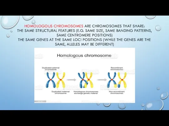 HOMOLOGOUS CHROMOSOMES ARE CHROMOSOMES THAT SHARE: THE SAME STRUCTURAL FEATURES (E.G.