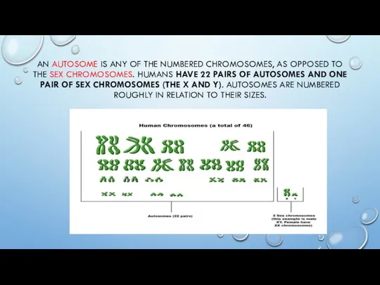 AN AUTOSOME IS ANY OF THE NUMBERED CHROMOSOMES, AS OPPOSED TO