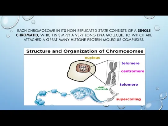 EACH CHROMOSOME IN ITS NON-REPLICATED STATE CONSISTS OF A SINGLE CHROMATID,