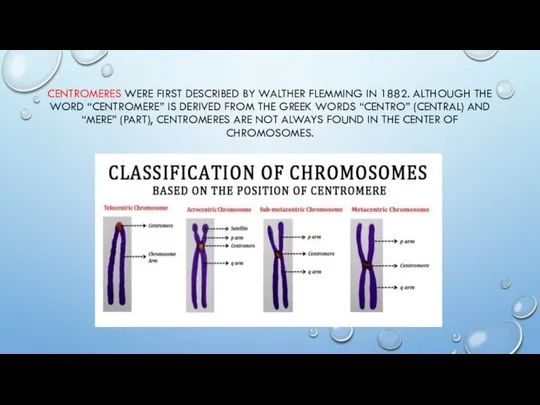 CENTROMERES WERE FIRST DESCRIBED BY WALTHER FLEMMING IN 1882. ALTHOUGH THE