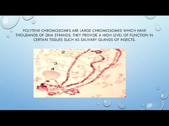 POLYTENE CHROMOSOMES ARE LARGE CHROMOSOMES WHICH HAVE THOUSANDS OF DNA STRANDS.