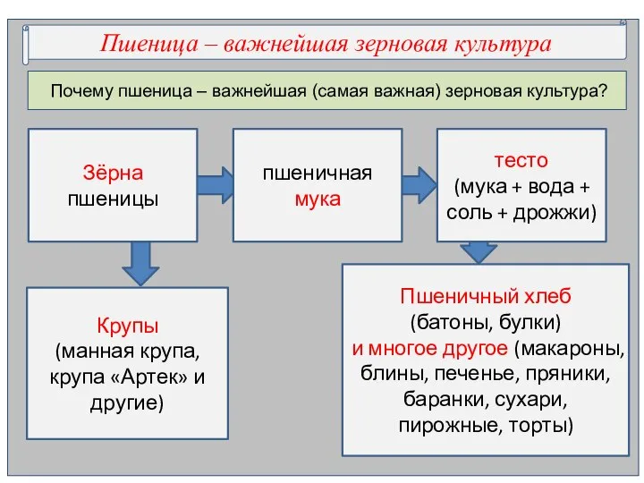 Почему пшеница – важнейшая (самая важная) зерновая культура? Пшеница – важнейшая