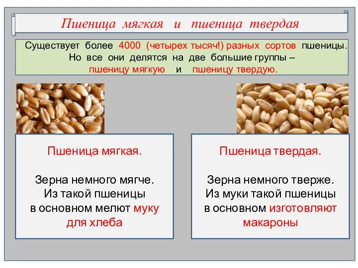 Существует более 4000 (четырех тысяч!) разных сортов пшеницы. Но все они