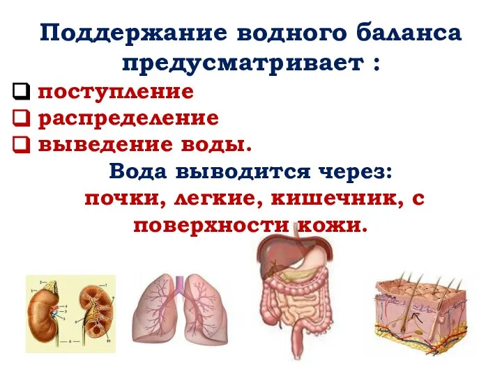 Поддержание водного баланса предусматривает : поступление распределение выведение воды. Вода выводится