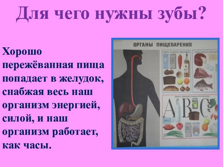 Хорошо пережёванная пища попадает в желудок, снабжая весь наш организм энергией,