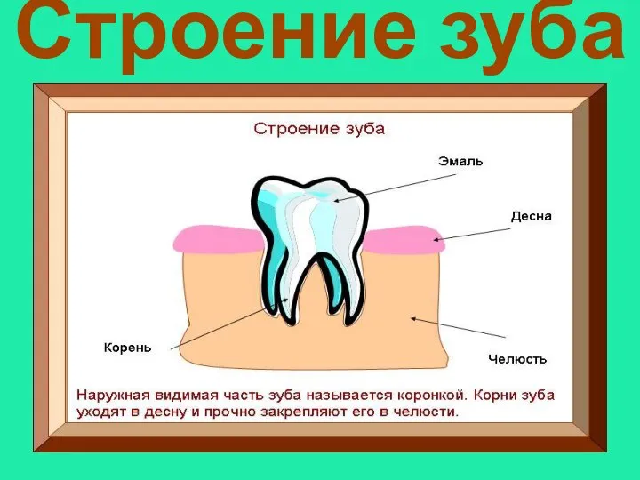 Строение зуба