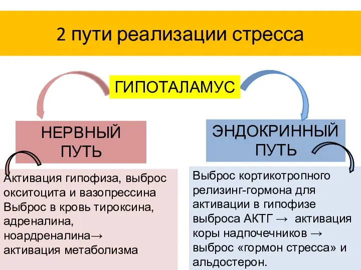 2 пути реализации стресса НЕРВНЫЙ ПУТЬ ЭНДОКРИННЫЙ ПУТЬ ГИПОТАЛАМУС Активация гипофиза,