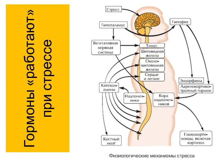 Гормоны «работают» при стрессе