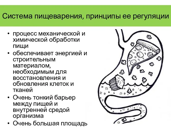 Система пищеварения, принципы ее регуляции процесс механической и химической обработки пищи