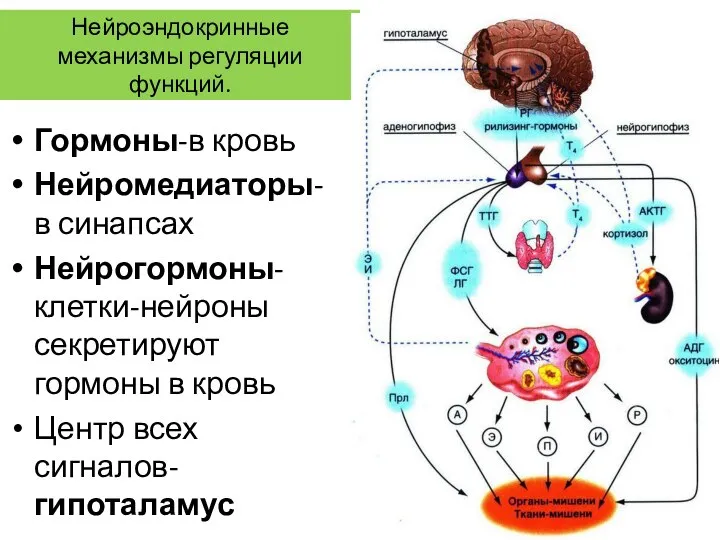 Нейроэндокринные механизмы регуляции функций. Гормоны-в кровь Нейромедиаторы-в синапсах Нейрогормоны-клетки-нейроны секретируют гормоны в кровь Центр всех сигналов-гипоталамус