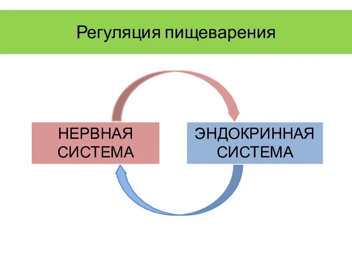 Регуляция пищеварения НЕРВНАЯ СИСТЕМА ЭНДОКРИННАЯСИСТЕМА