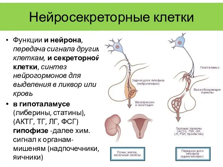 Нейросекреторные клетки Функции и нейрона, передача сигнала другим клеткам, и секреторной