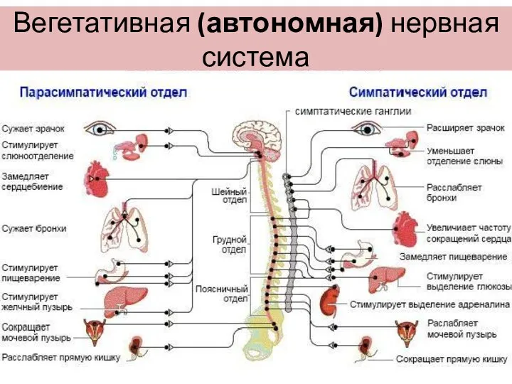 Вегетативная (автономная) нервная система