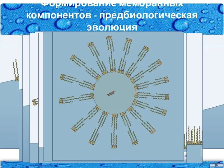 Формирование мембранных компонентов - предбиологическая эволюция