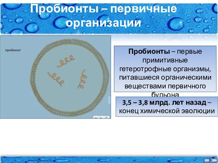 Пробионты – первичные организации Пробионты – первые примитивные гетеротрофные организмы, питавшиеся