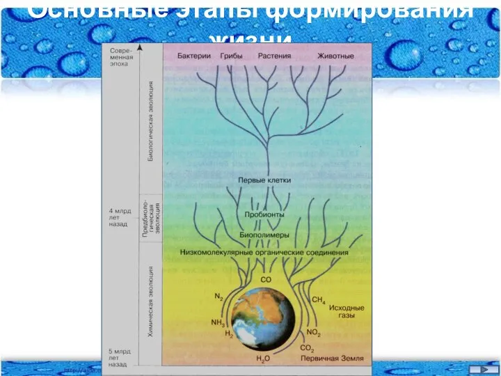 Основные этапы формирования жизни