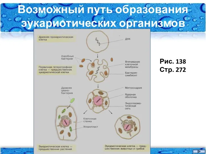 Возможный путь образования эукариотических организмов Рис. 138 Стр. 272