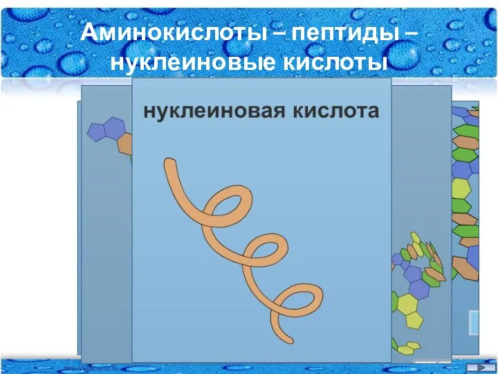 Аминокислоты – пептиды – нуклеиновые кислоты