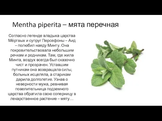 Mentha piperita – мята перечная Согласно легенде владыка царства Мёртвых и