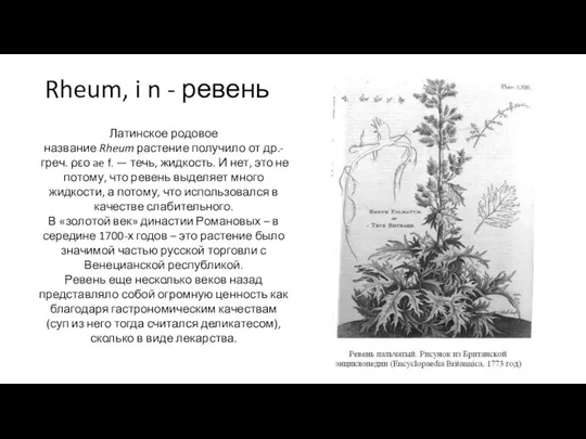 Rheum, i n - ревень Латинское родовое название Rheum растение получило