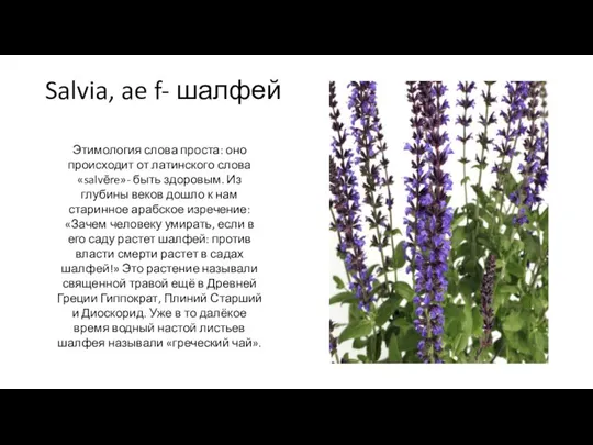 Salvia, ae f- шалфей Этимология слова проста: оно происходит от латинского