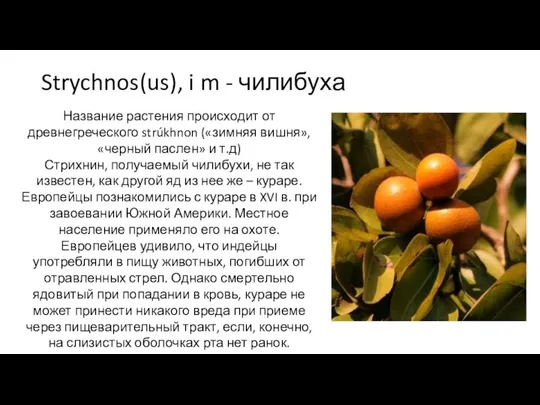 Strychnos(us), i m - чилибуха Название растения происходит от древнегреческого strúkhnon