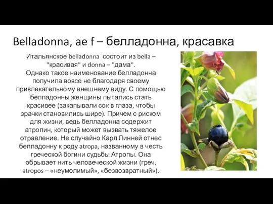 Belladonna, ae f – белладонна, красавка Итальянское belladonna состоит из bella