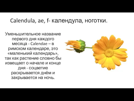 Calendula, ae, f- календула, ноготки. Уменьшительное название первого дня каждого месяца