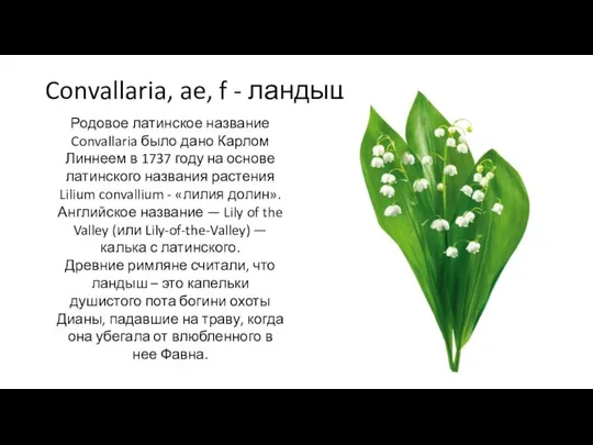 Convallaria, ae, f - ландыш Родовое латинское название Convallaria было дано