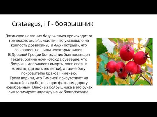 Crataegus, i f - боярышник Латинское название боярышника происходит от греческого