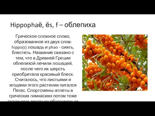 Hippophaё, ёs, f – облепиха Греческое сложное слово, образованное из двух