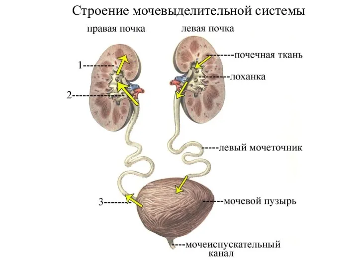 Строение мочевыделительной системы