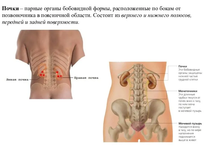 Почки – парные органы бобовидной формы, расположенные по бокам от позвоночника