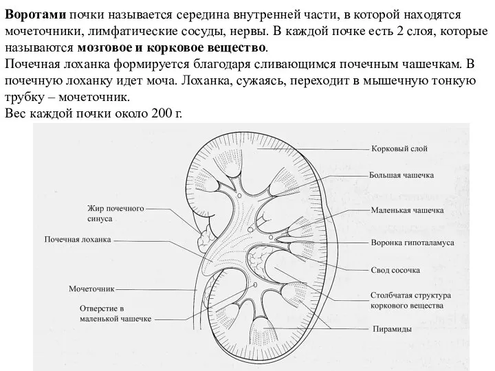 Воротами почки называется середина внутренней части, в которой находятся мочеточники, лимфатические