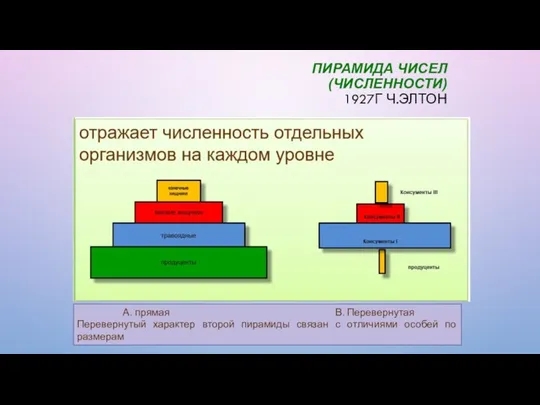 ПИРАМИДА ЧИСЕЛ (ЧИСЛЕННОСТИ) 1927Г Ч.ЭЛТОН А. прямая В. Перевернутая Перевернутый характер