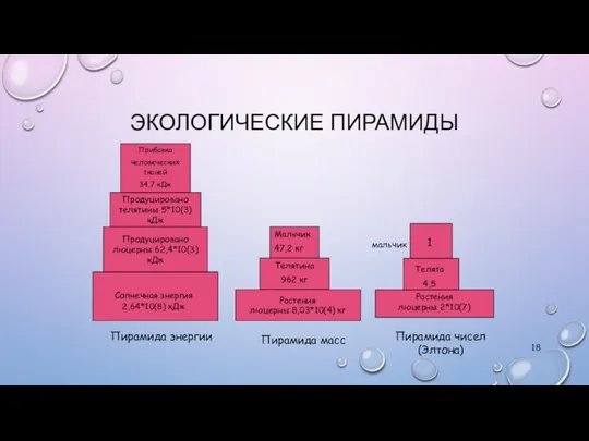 ЭКОЛОГИЧЕСКИЕ ПИРАМИДЫ Растения люцерны 8,03*10(4) кг мальчик Пирамида энергии Пирамида масс